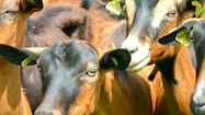 1500 COUPS DE POUCE – Cagnotte pour une ferme gersoise en détresse